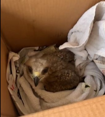 Swara Bhasker rescues black kite bird.