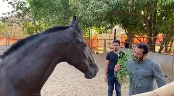 Salman Khan eats leaves for breakfast along with his horse, says it's 'damn good'.