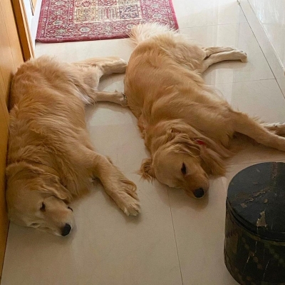 Lockdown diaries: South stars spend quality time with furry friends.