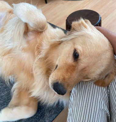 Lockdown diaries: South stars spend quality time with furry friends.