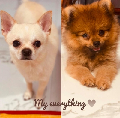 Lockdown diaries: South stars spend quality time with furry friends.