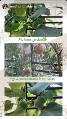 Madhuri shares a glimpse of her 