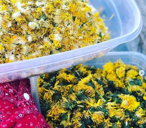 Hilarie Burton, children make 'dandelion wine'.