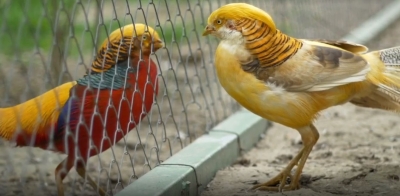 Shraddha Kapoor supports #LockdownZoos initiative.