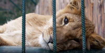 Shraddha Kapoor supports #LockdownZoos initiative.