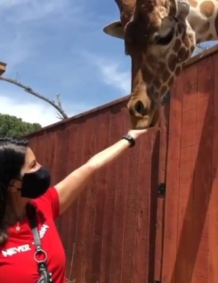 Sunny Leone feeds giraffe in new video.