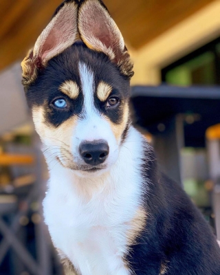 Priyanka Chopra, Nick Jonas.