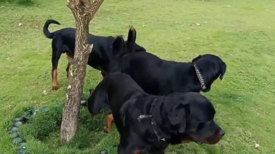 Sushant sent funds for his dogs Amar, Akbar, Anthony a day before death: Farmhouse caretaker