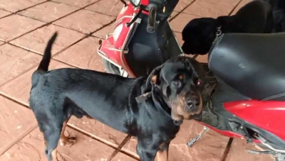 Sushant sent funds for his dogs Amar, Akbar, Anthony a day before death: Farmhouse caretaker.