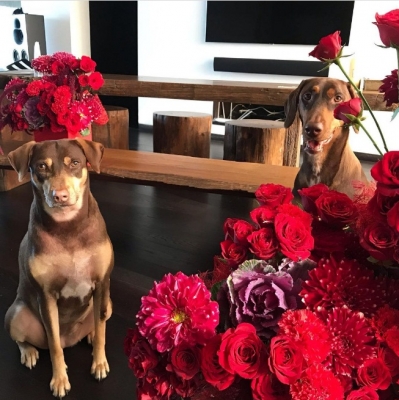 Bollywood celebs who have adopted pets.