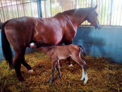 Randeep Hooda names newborn foal Hope after his mother Asha
