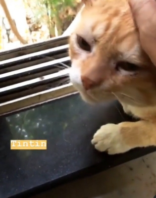 Chandan Roy Sanyal mourns death of his pet cat TinTin.(photo:Instagram)