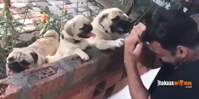 Watch: Akshay Kumar Playing With His Dogs