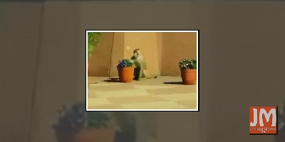 AR Rahman's 'little friend' at President's dinner for Trump