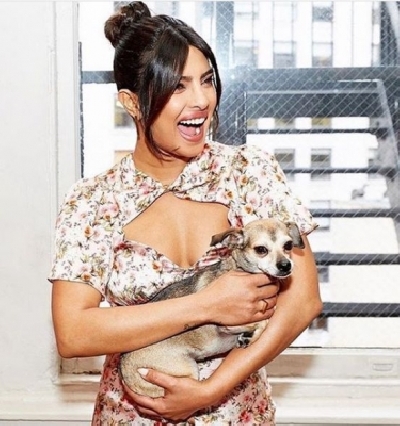 Priyanka Chopra Jonas adopted a puppy in 2016 and named her Diana. The Indian actress then introduced Diana to the world on Instagram. She goes with the Insta handle 