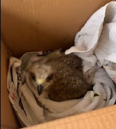 Swara Bhasker rescues black kite bird.