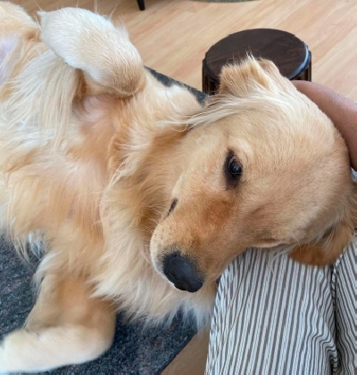 Lockdown diaries: South stars spend quality time with furry friends.