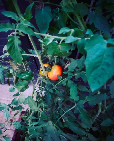 Lockdown diaries: Farmville time in B-Town!