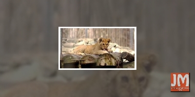 Shraddha Kapoor supports #LockdownZoos initiative