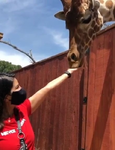 Sunny Leone feeds giraffe in new video.
