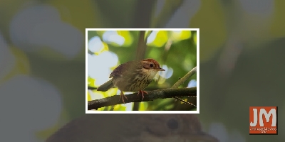 Puff-throated babbler makes first appearance in Rajasthan