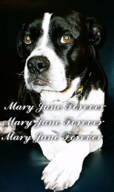 Miley Cyrus mourns pet dog