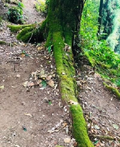 Filmmaker Shoojit Sircar on Monday revealed why hugging a tree can be beneficial. He says the action can have a calming effect on people Filmmaker Shoojit Sircar on Monday revealed why hugging a tree can be beneficial. He says the action can have a calming effect on people