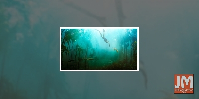 Unusual true love story of a human and an octopus wins Oscar!