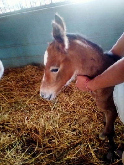 Randeep Hooda names newborn foal Hope after his mother Asha Randeep Hooda names newborn foal Hope after his mother Asha