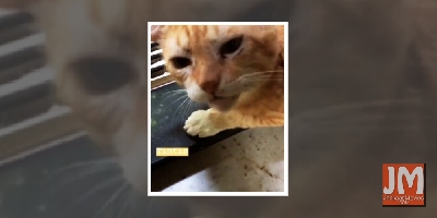 Chandan Roy Sanyal mourns death of his pet cat TinTin