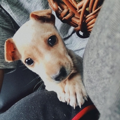 Babil Khan posts adorable pictures of his new pup.(photo:Instagram)