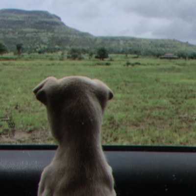 Babil Khan posts adorable pictures of his new pup.(photo:Instagram)