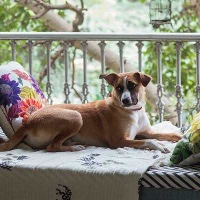 Dinnerware is inspired by the bold illustrations that feature on the caravans of the Romani traveling tribes